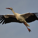 White Stork