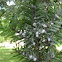 Eastern hemlock with hemlock woolly adelgid