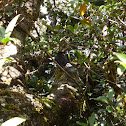 Island Thrush