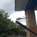 Dragon fly, Turix, libélula