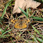 Pearl Crescent