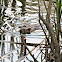 Muskrat
