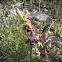 Bee Orchid