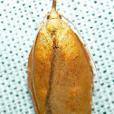 Tortricid Moth