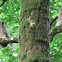 Barred Owls