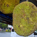 Marang