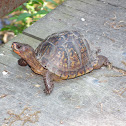 Three-toed Box Turtle