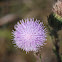 Purple Thistle