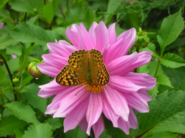 Silver-washed Fritillary
