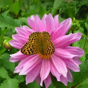 Silver-washed Fritillary