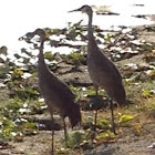 Sandhill crane