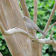 Canyon towhee