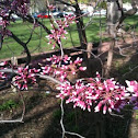 Redbud buds 