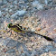 Black-Shouldered Spinyleg