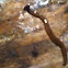 Hammerhead Flatworm