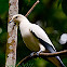 Pied Imperial Pigeon