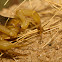 Giant Hairy Scorpion