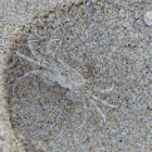 Transparent Crab