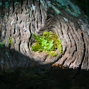 Moss