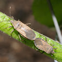 Squash bug