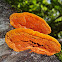 Cinnabar Polypore (Zinnoberschwamm)