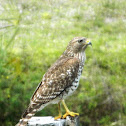 Red-shouldered Hawk (juvenile)