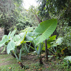 Alocasia