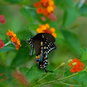 Pipevine Swallowtail Butterfly