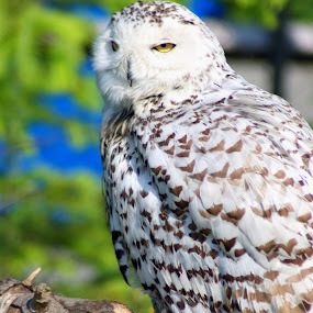 Snowy Owl by JenWil   - Animals Birds