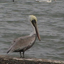 Brown Pelican