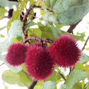 Achiote (Annatto)