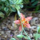 Western Columbine