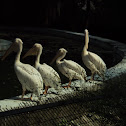 Rosy Pelican
