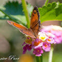 Meadow Brown Butterfly
