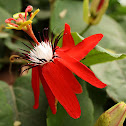 Scarlet passion flower