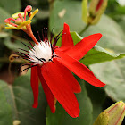 Scarlet passion flower