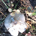 Pluteus mushroom