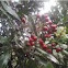 Red Berry Tree