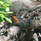 American robin