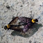 Golden-backed Snipe Fly