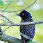 Common Grackle