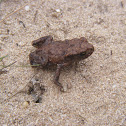Bufo bufo