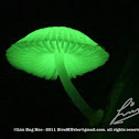 Lunar Mushroom