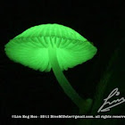 Lunar Mushroom