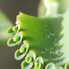 Mother of Thousands