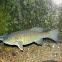 Smallmouth Bass