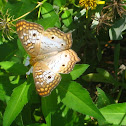 White Peacock