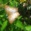 White Peacock