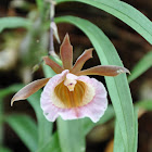 Orchid