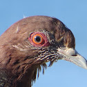 Picazuro Pigeon